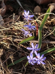 Scilla vindobonensis