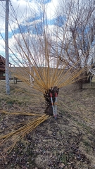 Salix × fragilis vitellina