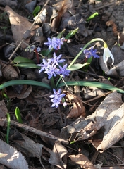Scilla vindobonensis