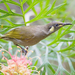 Graceful Honeyeater - Photo (c) JJ Harrison, some rights reserved (CC BY-SA)