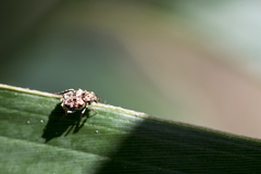 Dasyvalgus formosanus