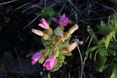Orphium frutescens