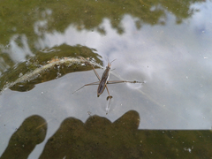 Gerris latiabdominis