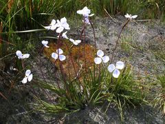 Patersonia limbata