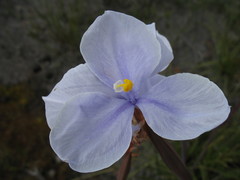 Patersonia limbata