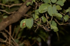 Bauhinia racemosa
