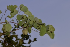 Bauhinia racemosa