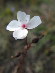 Drosera platypoda