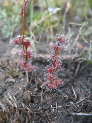 Drosera platypoda