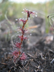 Drosera platypoda