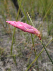 Johnsonia teretifolia