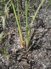 Johnsonia teretifolia