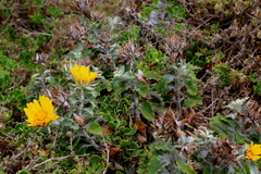 Berkheya barbata