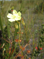 Drosera sulphurea