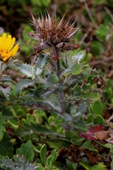 Berkheya barbata
