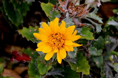 Berkheya barbata