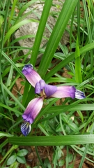 Iris graminea