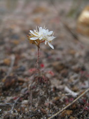 Drosera verrucata
