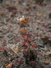 Drosera verrucata