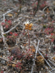 Drosera verrucata