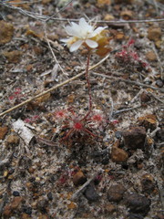 Drosera verrucata