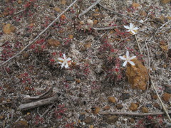Drosera verrucata