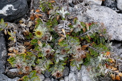 Berkheya barbata
