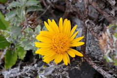 Berkheya barbata