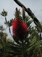 Melaleuca glauca