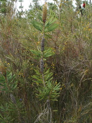 Melaleuca glauca