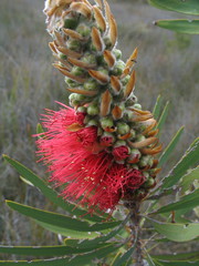 Melaleuca glauca