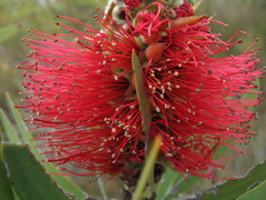 Melaleuca glauca