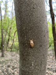 Yezoterpnosia obscura
