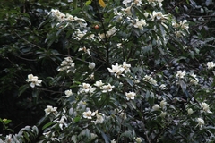 Magnolia maudiae