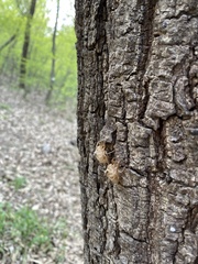Yezoterpnosia obscura