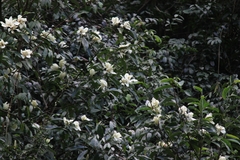 Magnolia maudiae