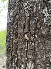 Yezoterpnosia obscura