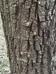 Yezoterpnosia obscura