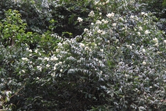 Magnolia maudiae