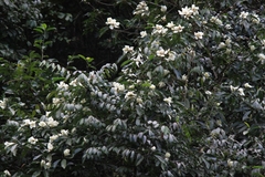 Magnolia maudiae