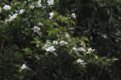 Magnolia maudiae