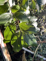 Cinnamomum osmophloeum