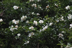 Magnolia maudiae