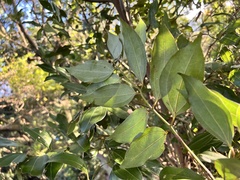 Cinnamomum osmophloeum