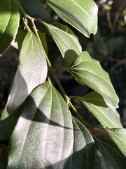 Cinnamomum osmophloeum