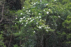 Magnolia maudiae