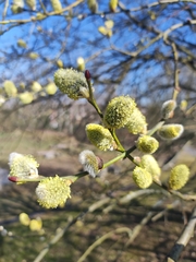 Salix