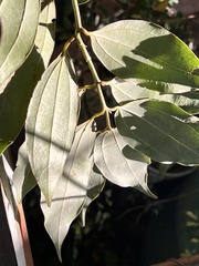Cinnamomum osmophloeum