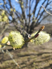 Salix