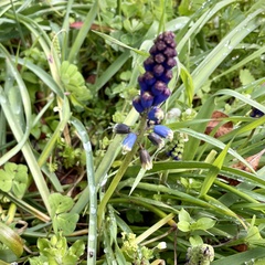 Bellevalia dubia boissieri
